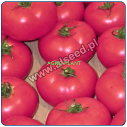 Pomidor Mal280 250 nasion