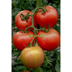 Pomidor Arnajevo 250 nasion