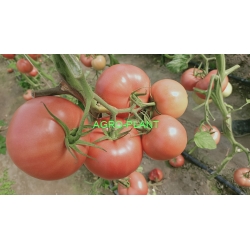 Pomidor TG9136 250 nasion