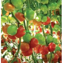 Pomidor Growdena 500 nasion