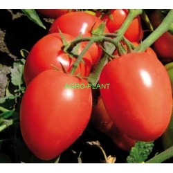 Pomidor Tyanna 5000 nasion
