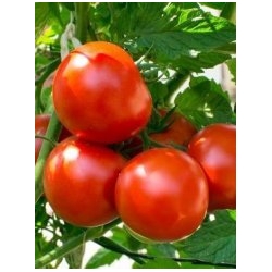 Pomidor Krakus 10g