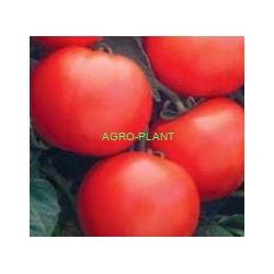 Pomidor Mirsini 1000 nasion