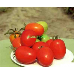 Pomidor Benito 1000 nasion