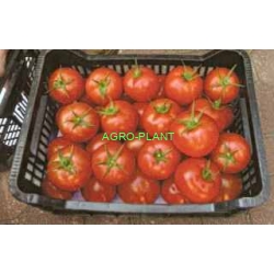 Pomidor Bravus 500n