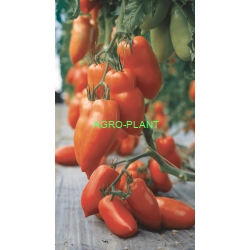 Pomidor Bellandine 250 nasion