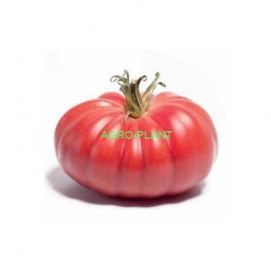 Pomidor Monterosa 250 nasion