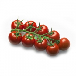 Pomidor Amoroso 500 nasion