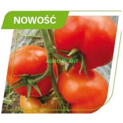 Pomidor Yigido 250 nasion