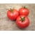 Pomidor Pink Beauty CLX 37748 500 nasion
